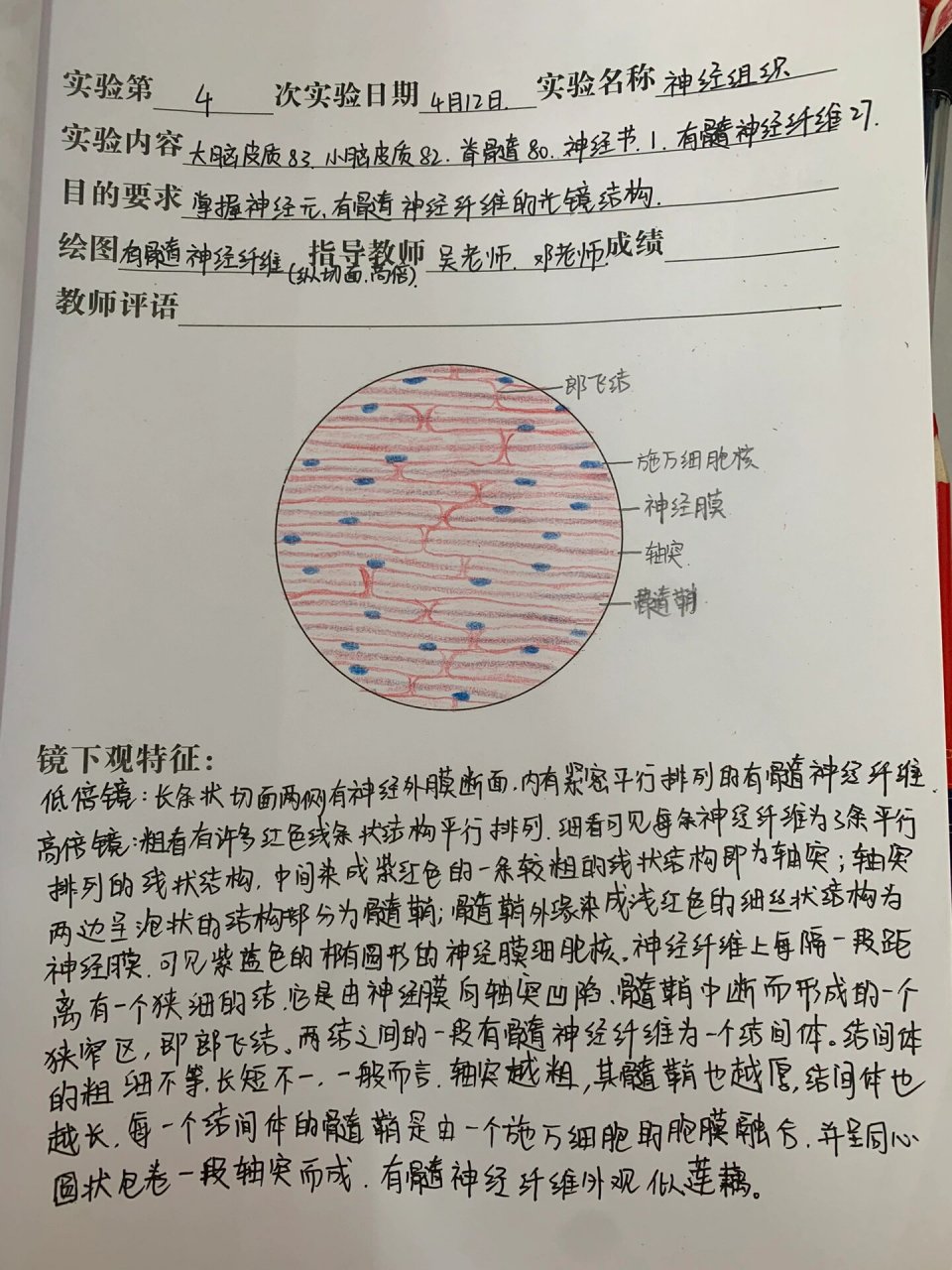 有髓神经纤维纵切面图片