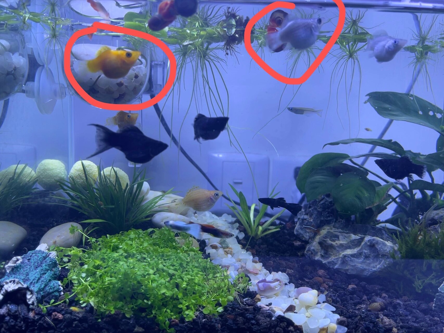 皮球玛丽鱼生崽 买回来第二天就生了!