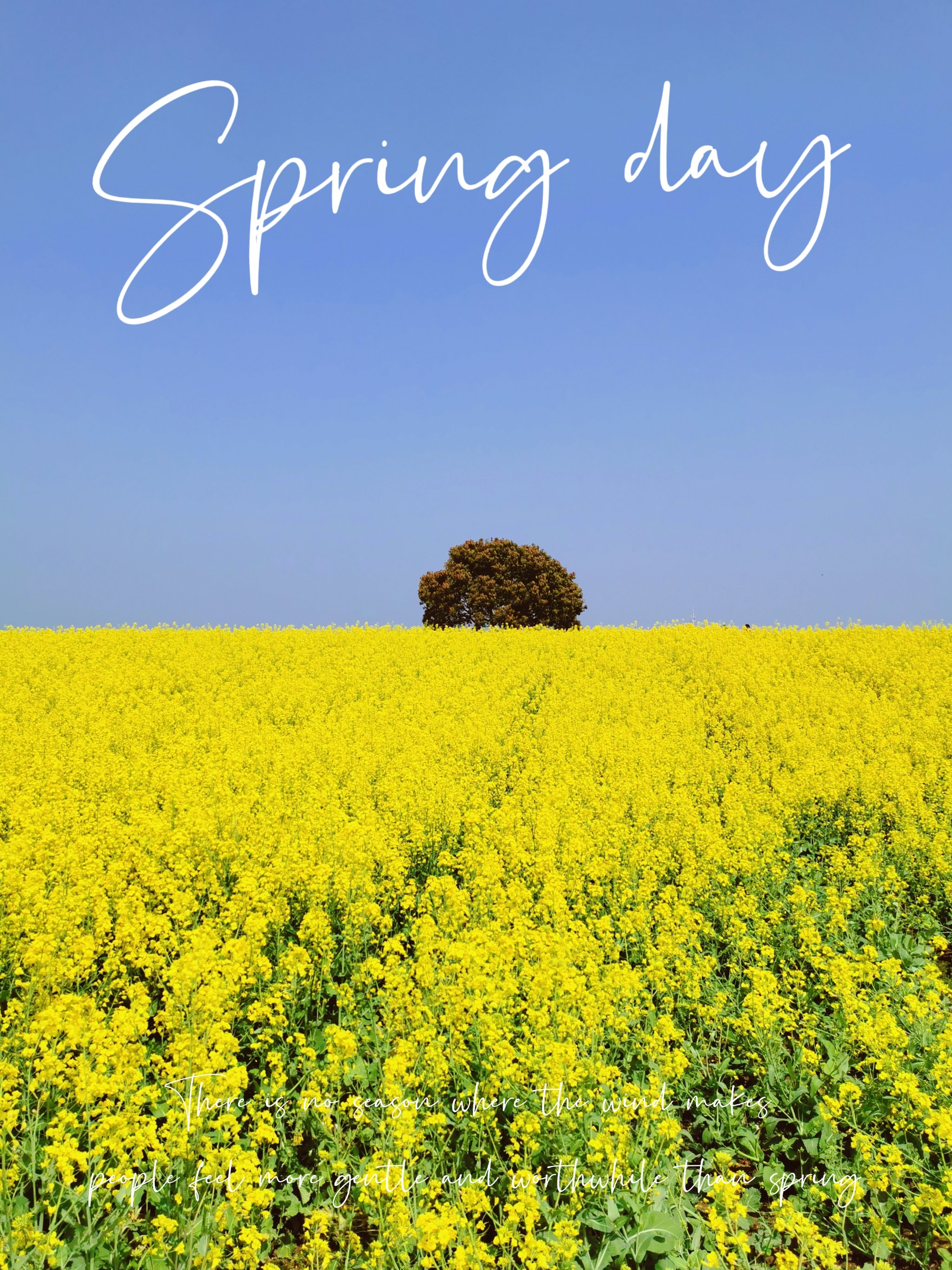 阳澄湖宝藏绝美油菜花!随手一拍都是大片