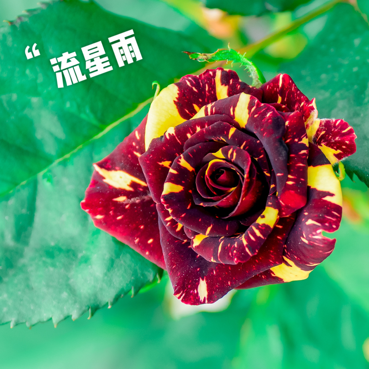 月季丨划破天际的"流星雨 " 变异月季丨流星雨 花如其名,就像一颗颗