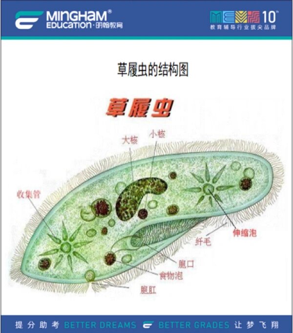 草履虫的结构图细胞图片