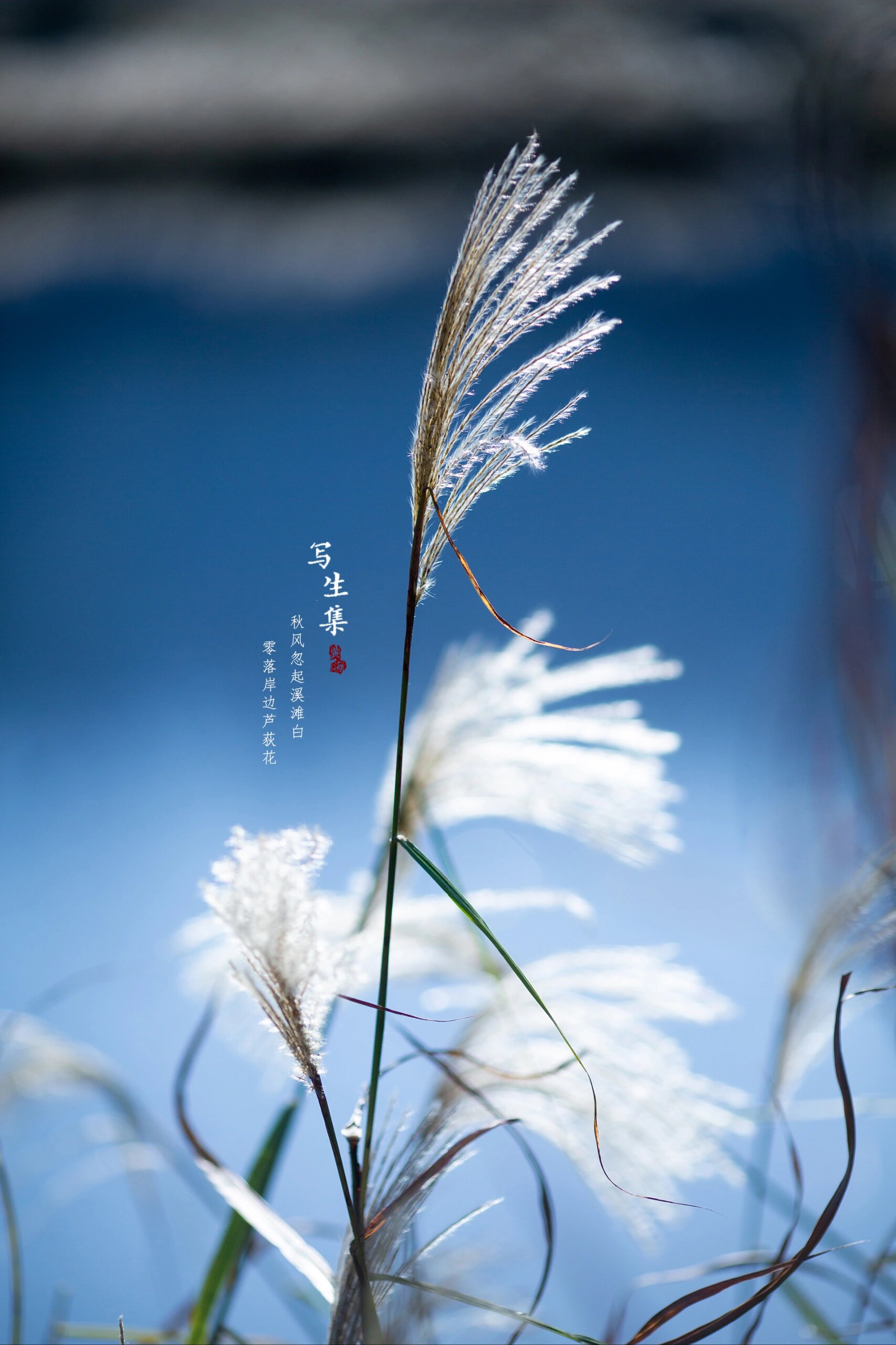 芦荻 芦花图片