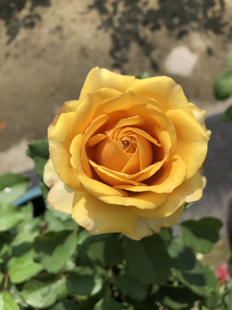 月季品种(32)—松之梦 松之梦,复古色切花月季,直立性好,中香,香味