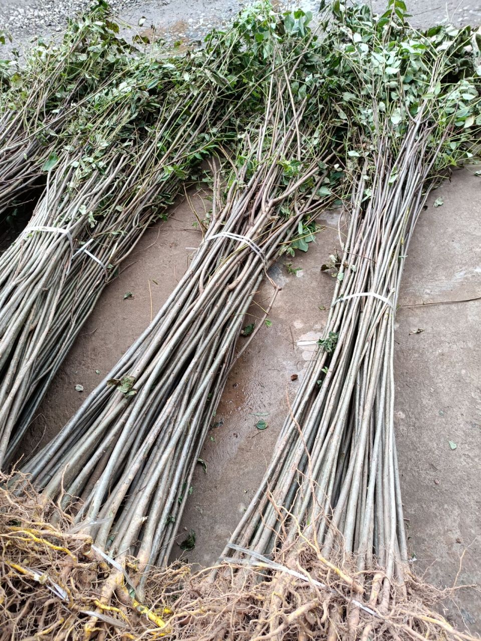 2cm的黄柏苗基地 黄柏树苗批发 2022黄柏树 黄柏对肾毒性大	黄柏种子