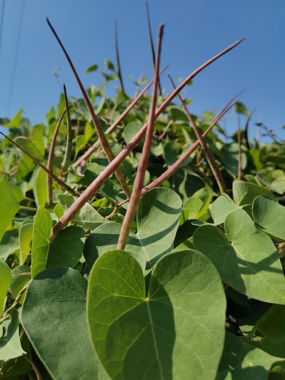 鹅绒藤——"羊奶角角" 拉丁名:cynanchum chinense 萝藦科 asclepiada