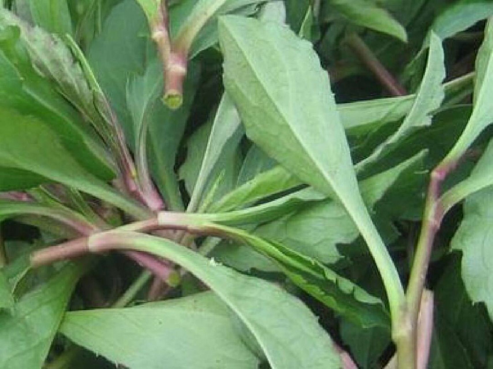 十大野菜‖野菜中有"凤尾"之称的曲曲菜 曲曲菜,学名叫做"苣荬菜"