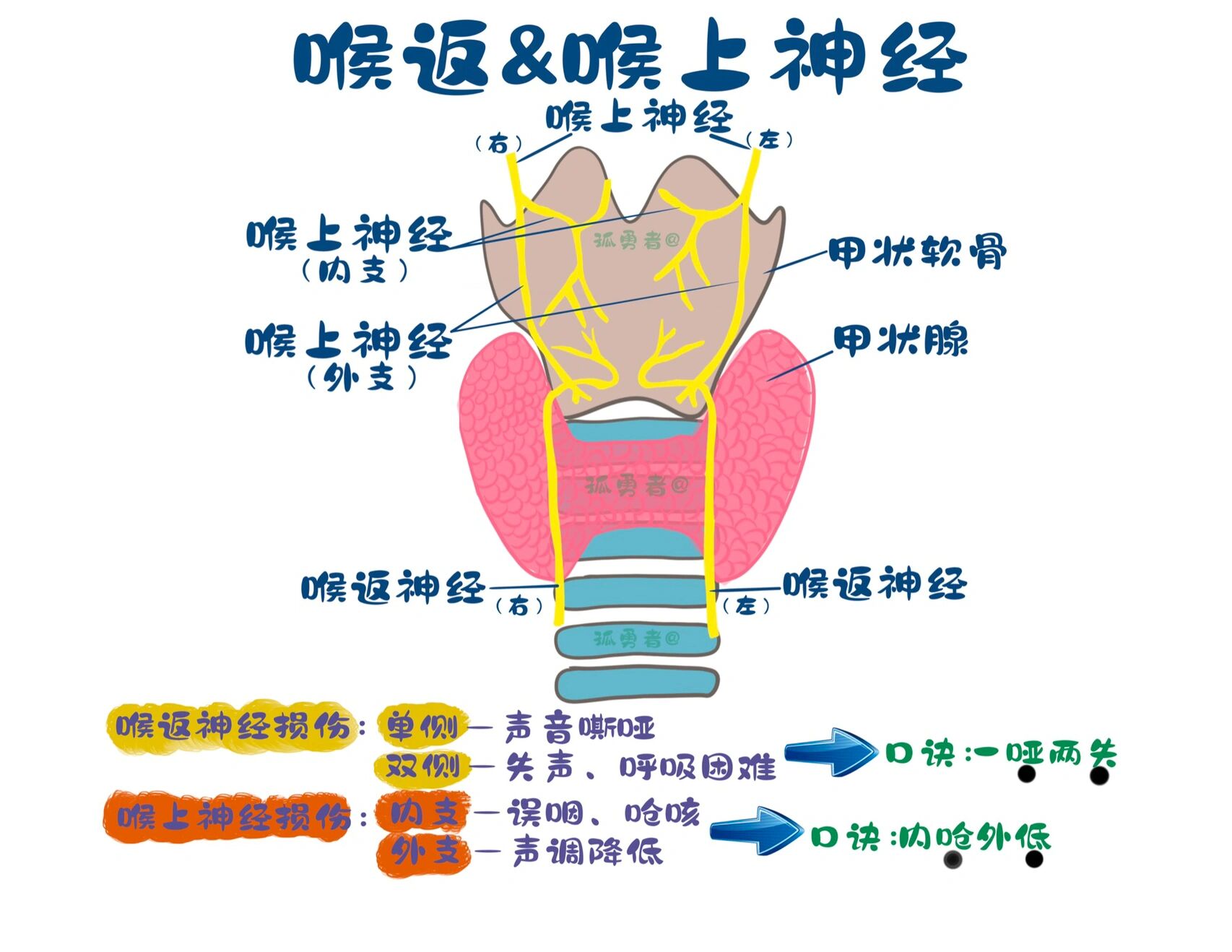 喉上神经&喉返神经