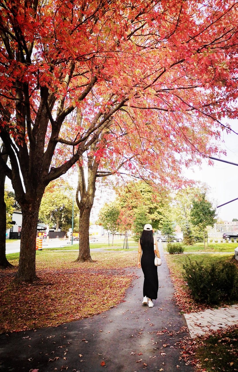 秋天来了,树叶黄了,一片片树叶从树上落下 #秋天##落叶# #枫叶# #背影