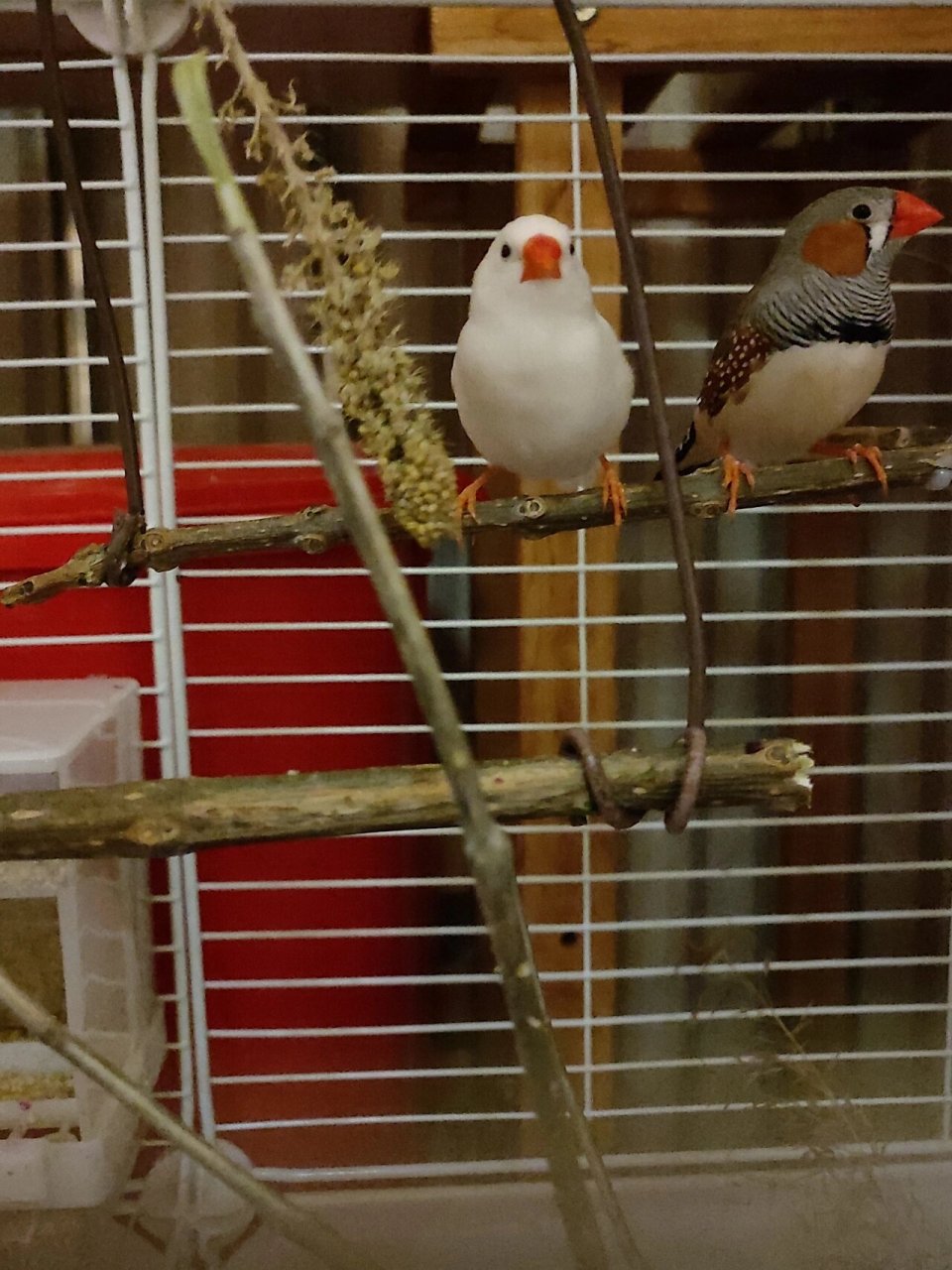 珍珠鸟孵蛋 就是很意外,前几天还在纠结它俩的性别,大年初七就发现窝