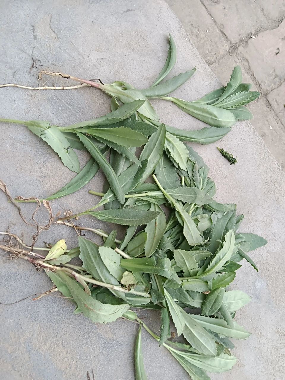 野菜(刺儿菜/七七菜)的功效 手脚崩皮,搓出这种野菜的水来可以治疗,还