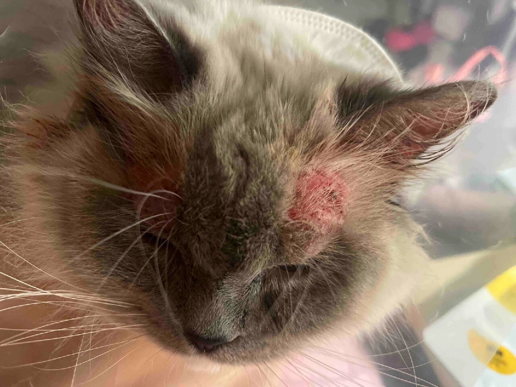 症状表现就是发红发炎,猫咪特别痒!会去抓的血肉模糊! 这个马拉色