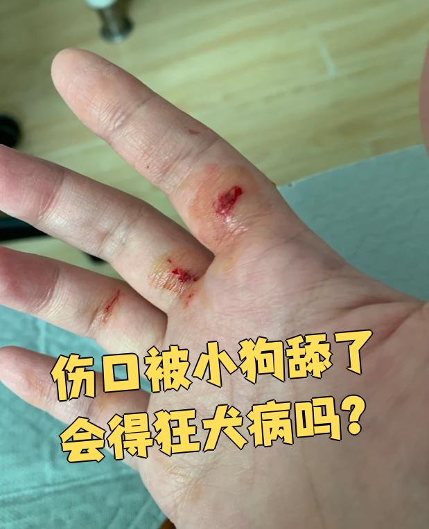 被小狗舔了伤口会不会得狂犬病,要看伤口的具体情况
