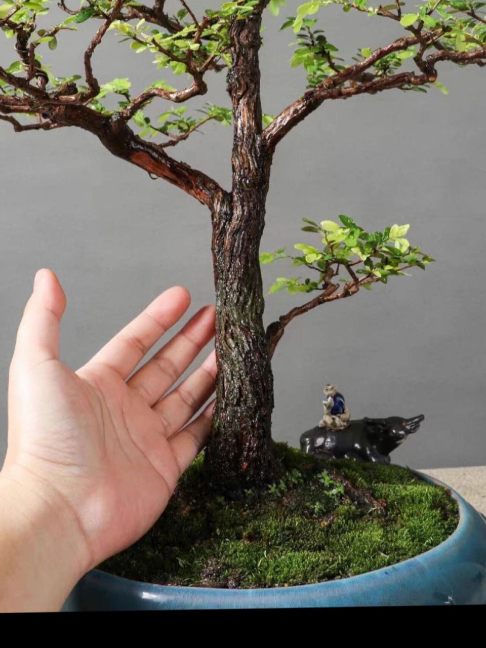 罕见迎客型山格木盆景 "千年松,万年格",尊贵之象征.