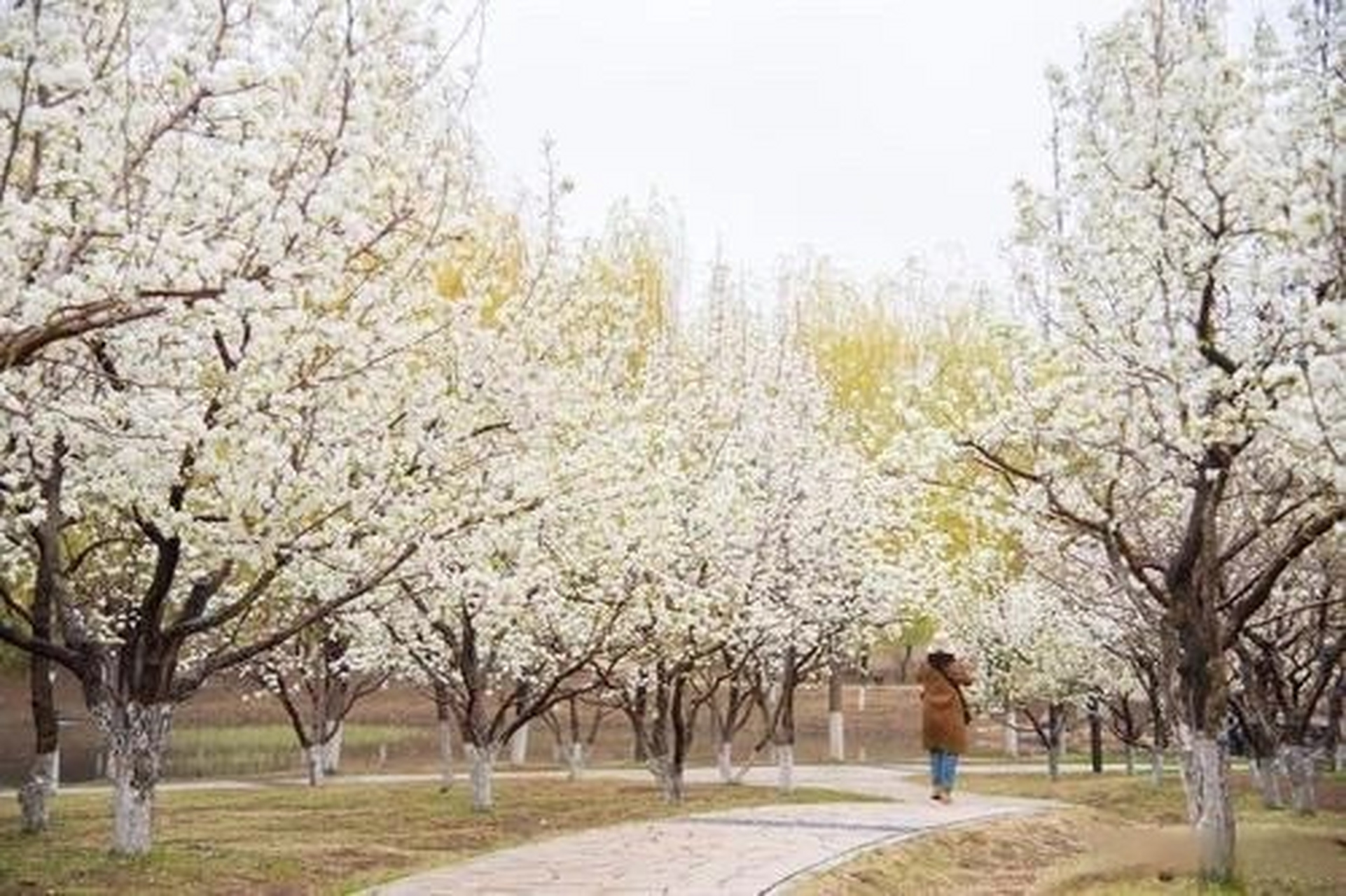 【长春梨花园的梨花也要开啦!