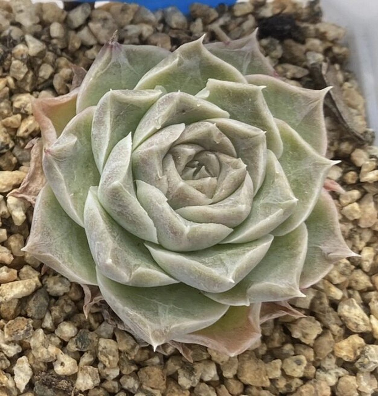 蓝丝绒多肉 2种不一样的蓝丝绒