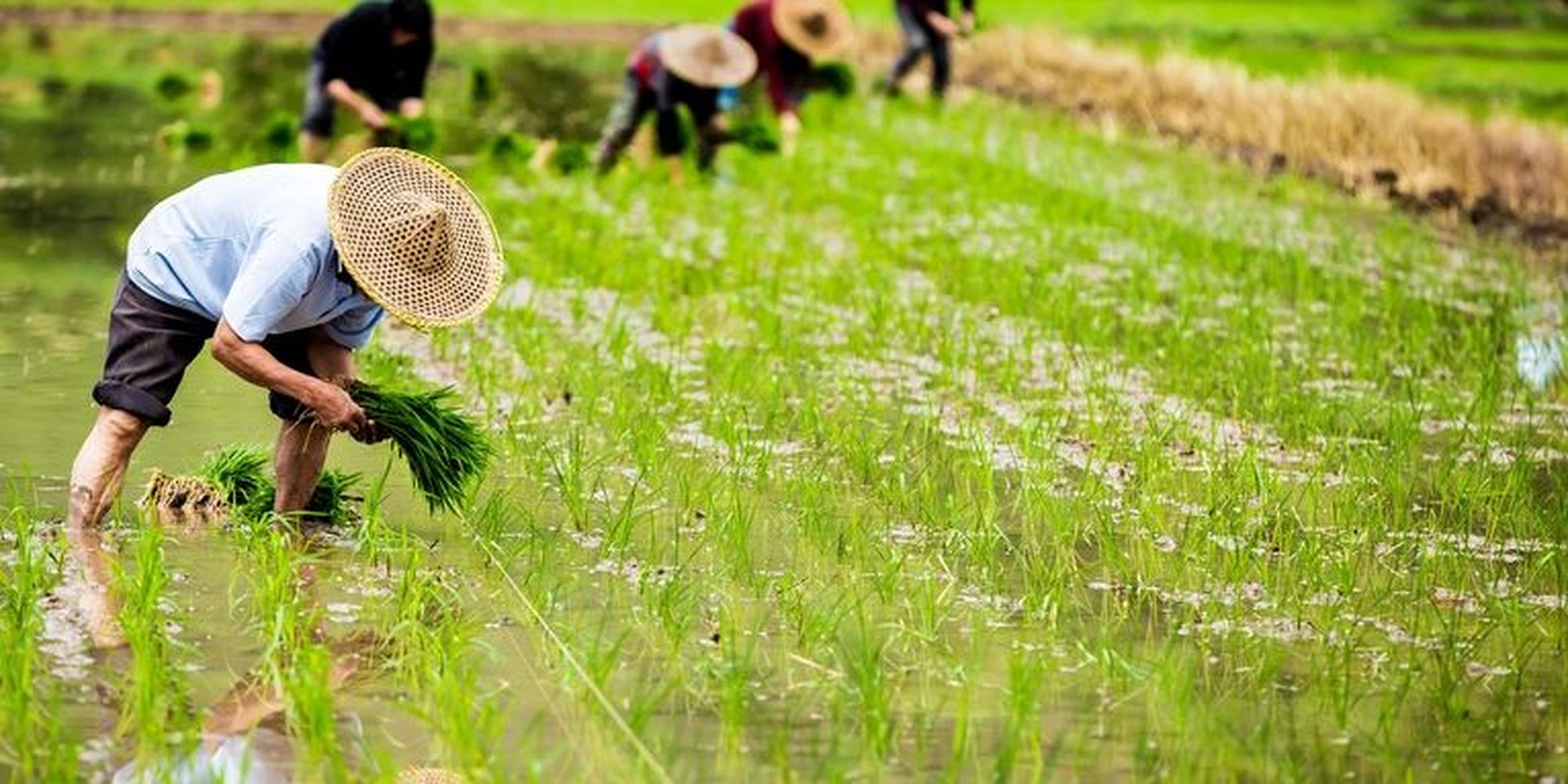 种地的农民伯伯 食物来之不易,是靠农民伯伯的辛苦劳作换来的.让我们