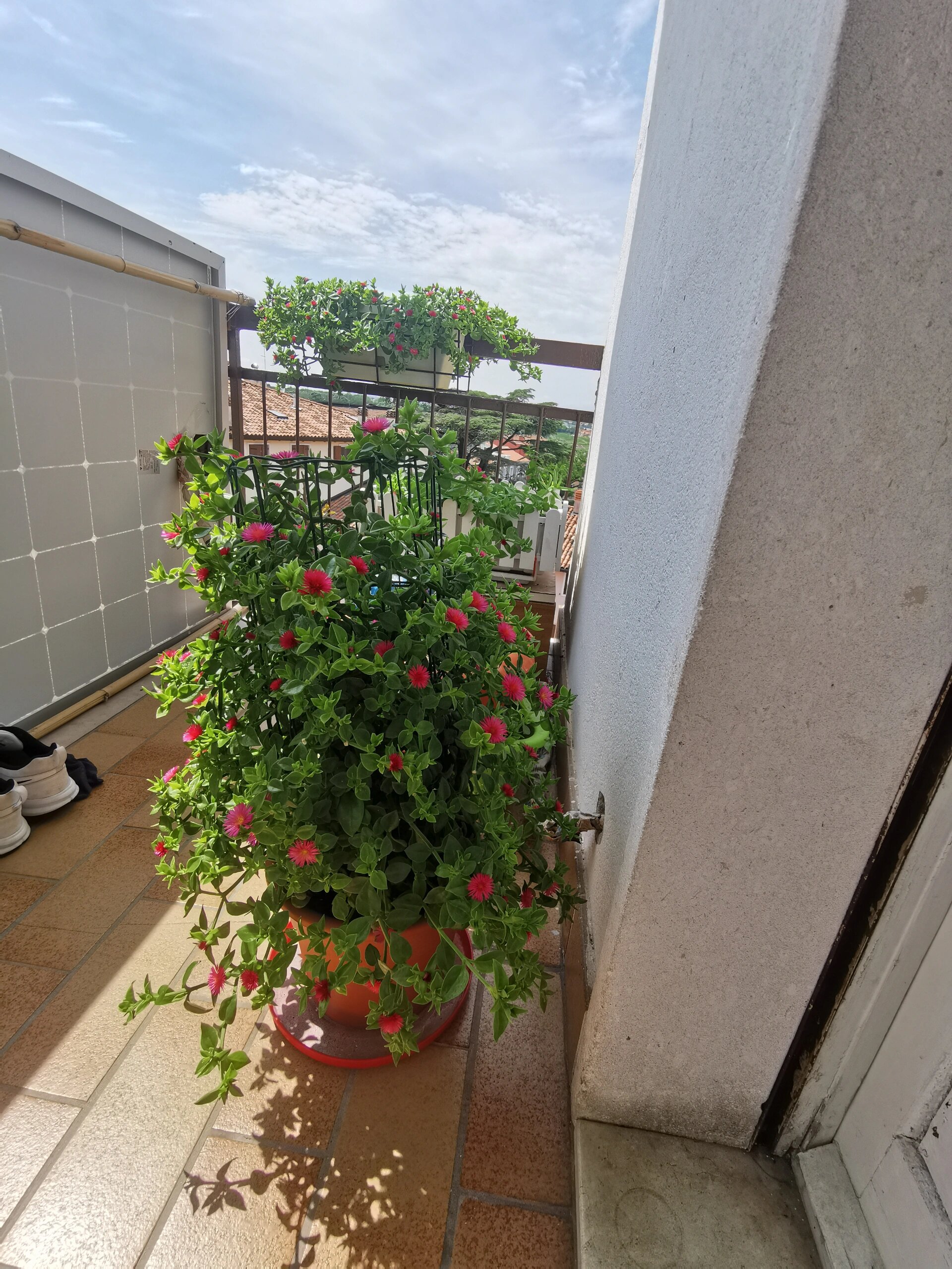 牡丹吊兰 造型