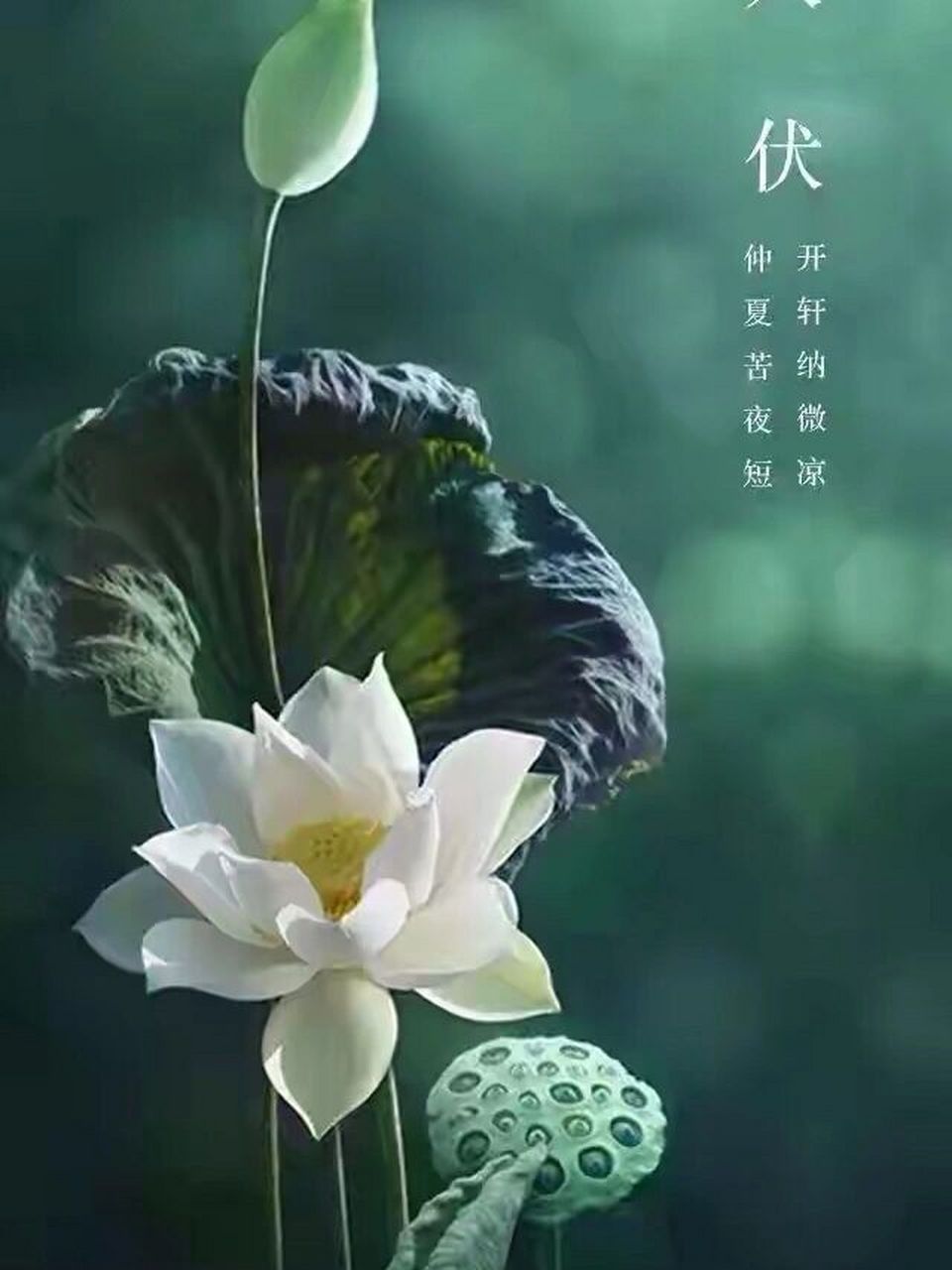 今日入伏 2021年的三伏天来了,暑气蒸腾,日光灼眼,虽然心静自然凉,但