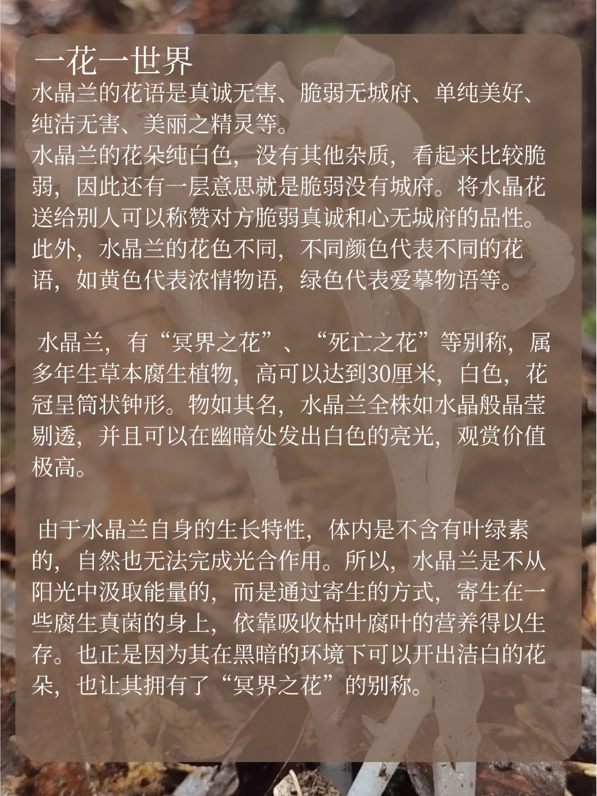 每天带你认识一种花|水晶兰