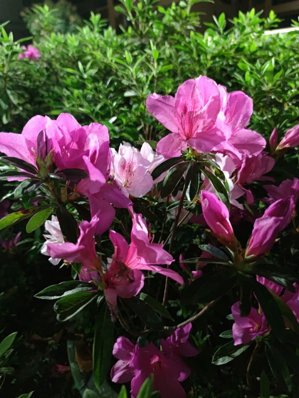 锦绣杜鹃 锦绣杜鹃是杜鹃花科,杜鹃属植物.