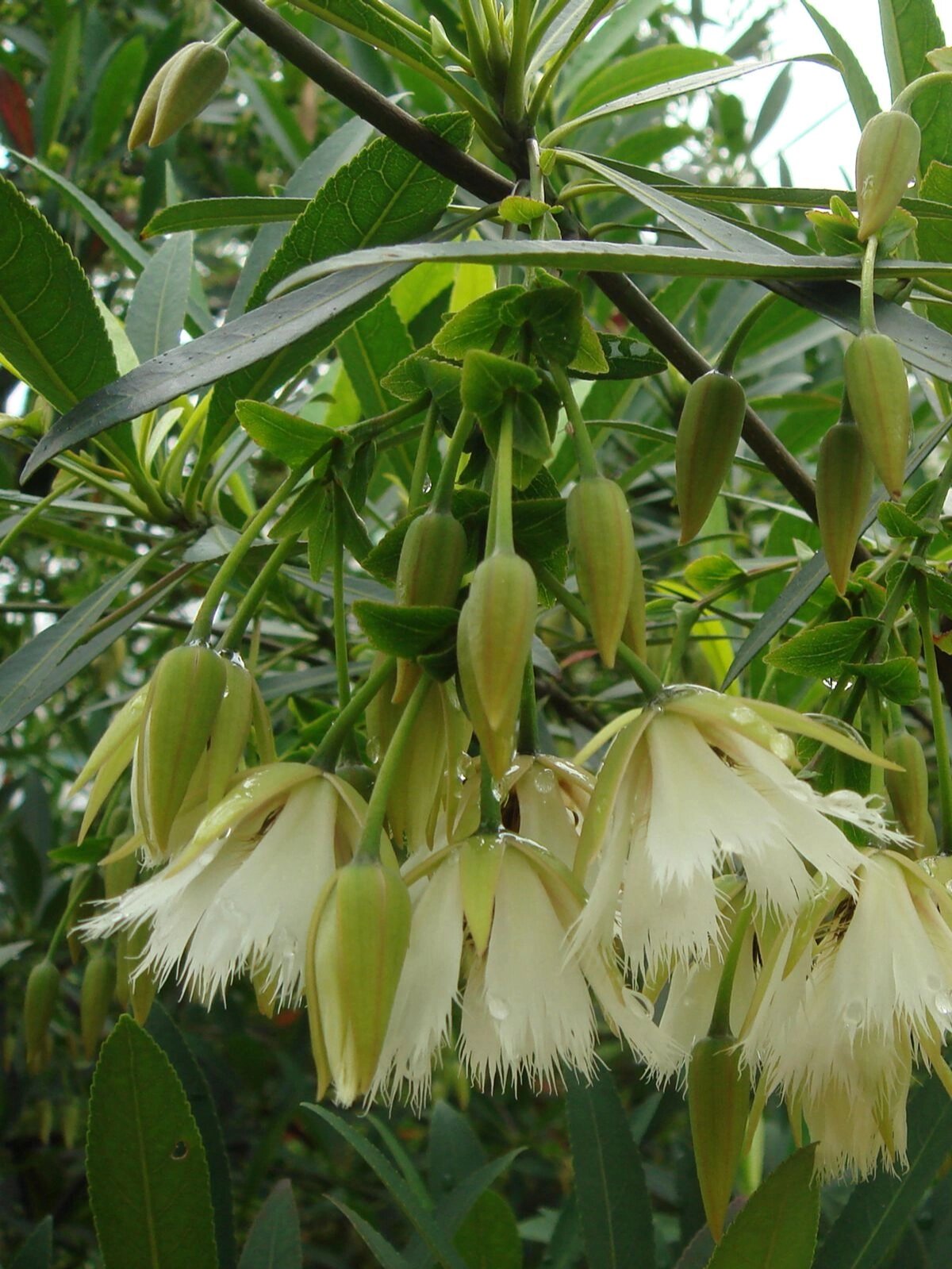 水石榕 水石榕 elaeocarpus hainanensis 杜英科杜英属小乔木