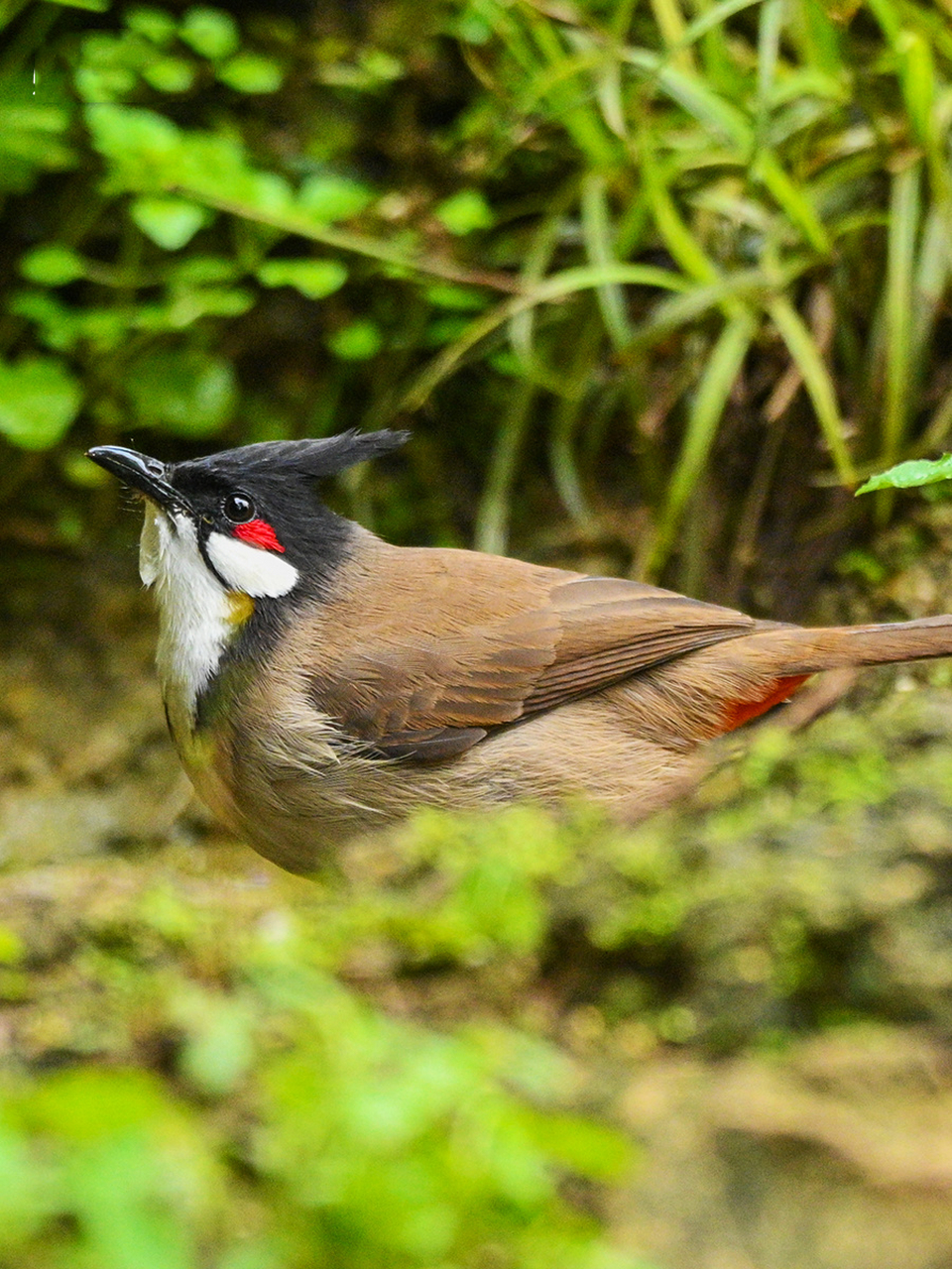 自带腮红的红耳鹎 红耳鹎这种鸟类其实是在南方比较常见的,属于一种