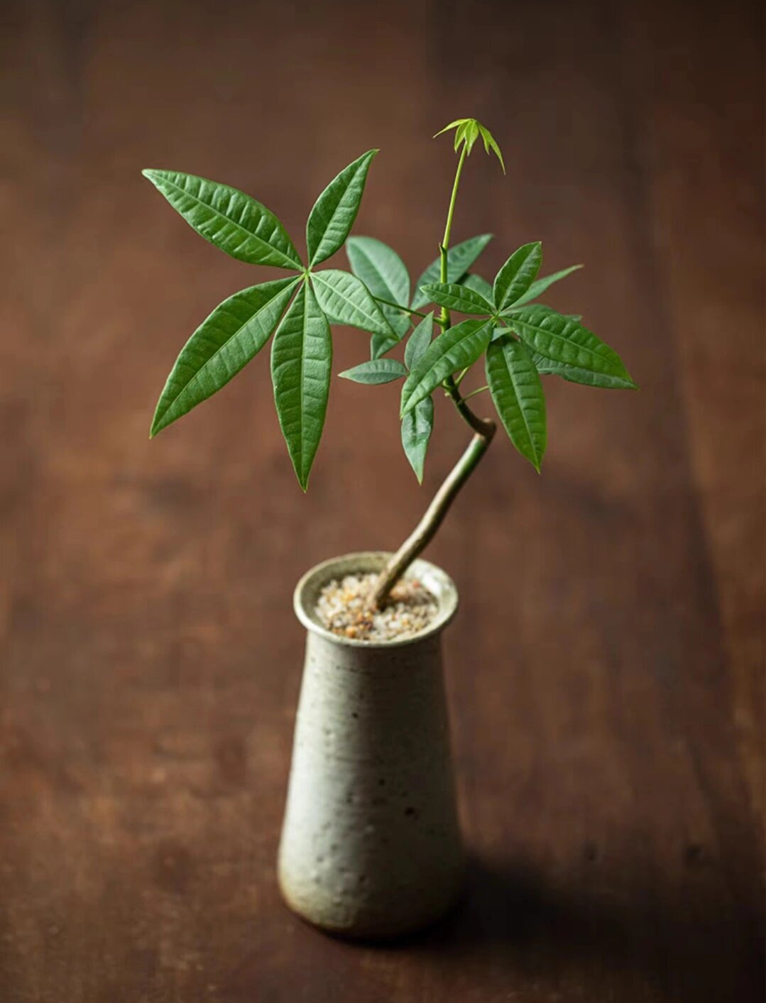 招财植物~发财树