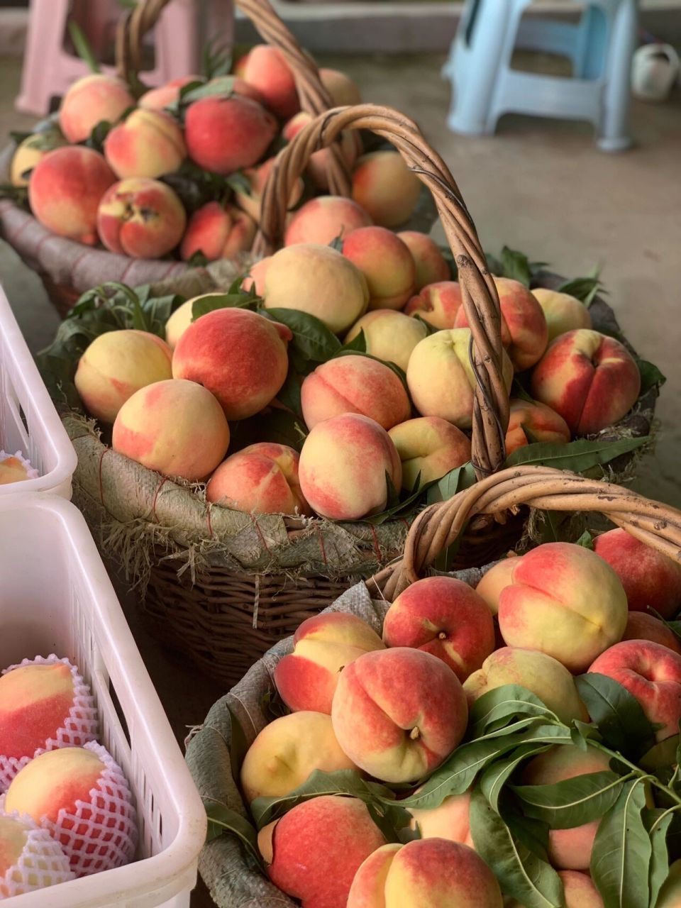 又甜又大的肥城桃,巨好吃97 山东肥桃99皇朝贡品 原产自:中国桃都