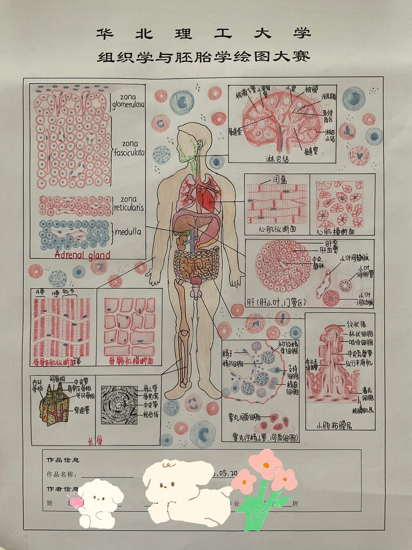 组织胚胎学绘画大赛