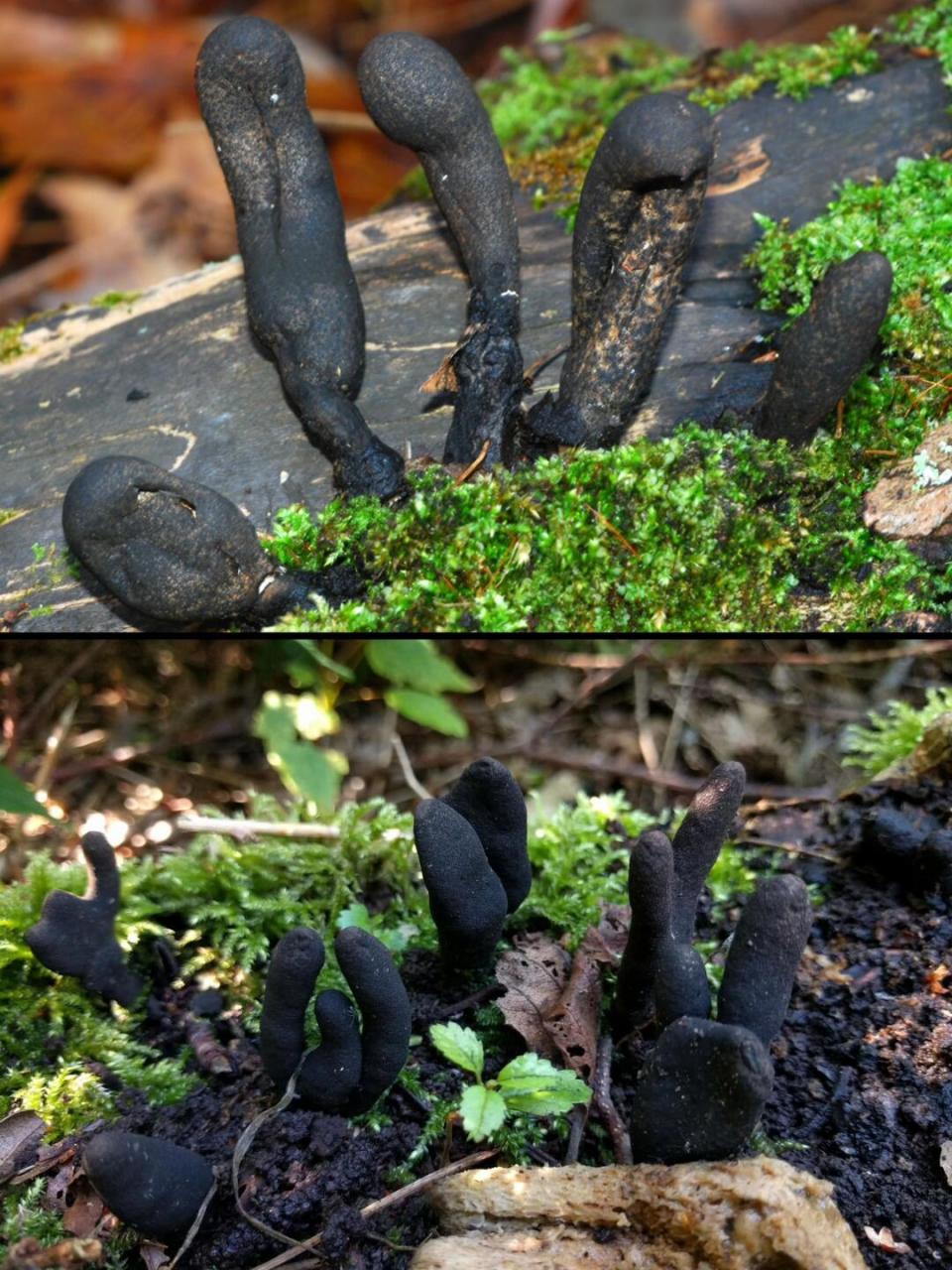 炭角菌目 科:炭角菌科 属:炭角菌属 	 🧟是否可食用: · 记载可药用