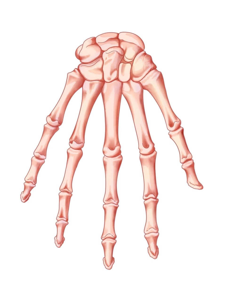 腕骨记忆小口诀(掌面) 969696舟月三角豆,大小头状钩9696