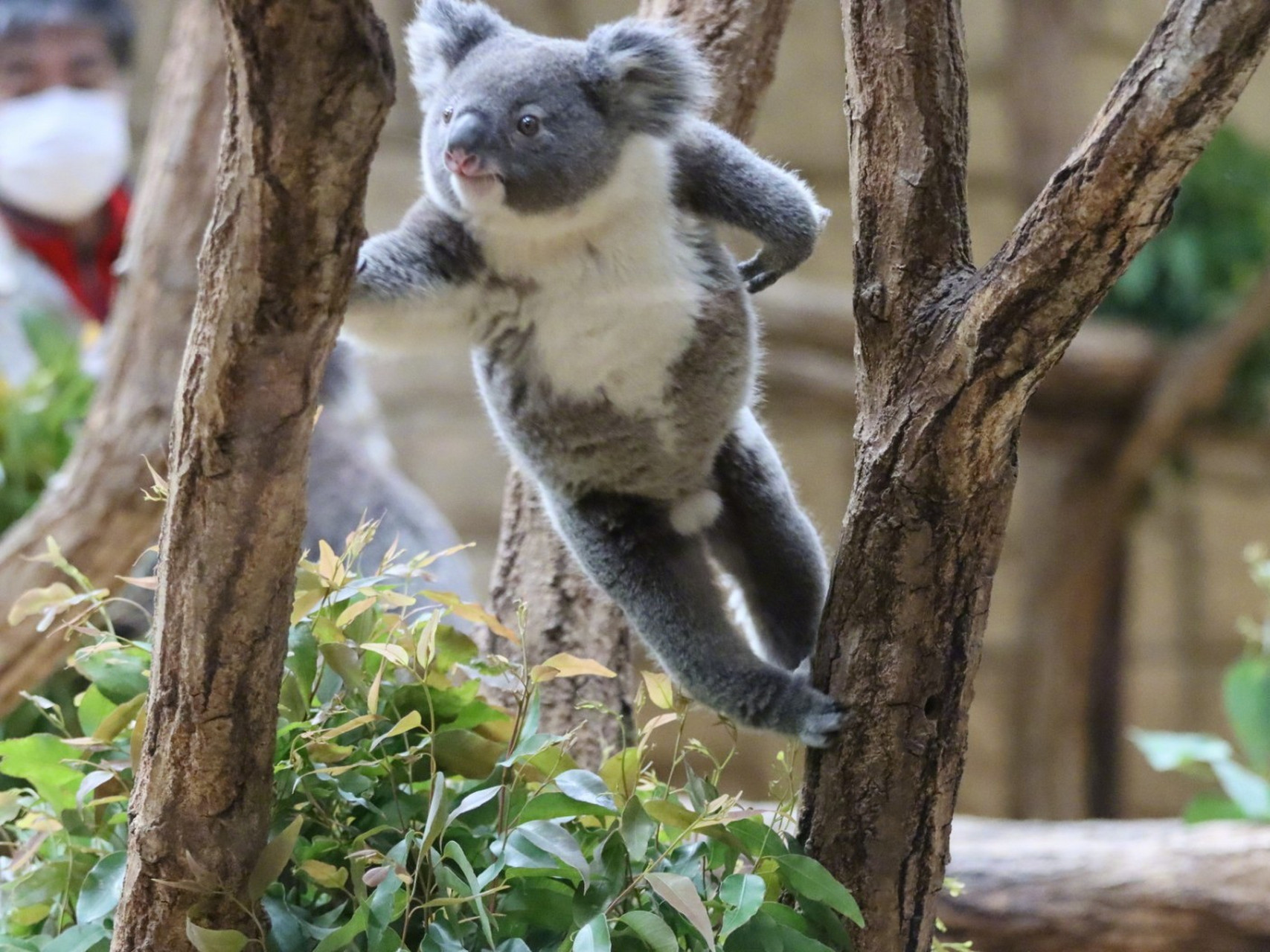 抓拍到跳跃的考拉.等等,那是.ωω