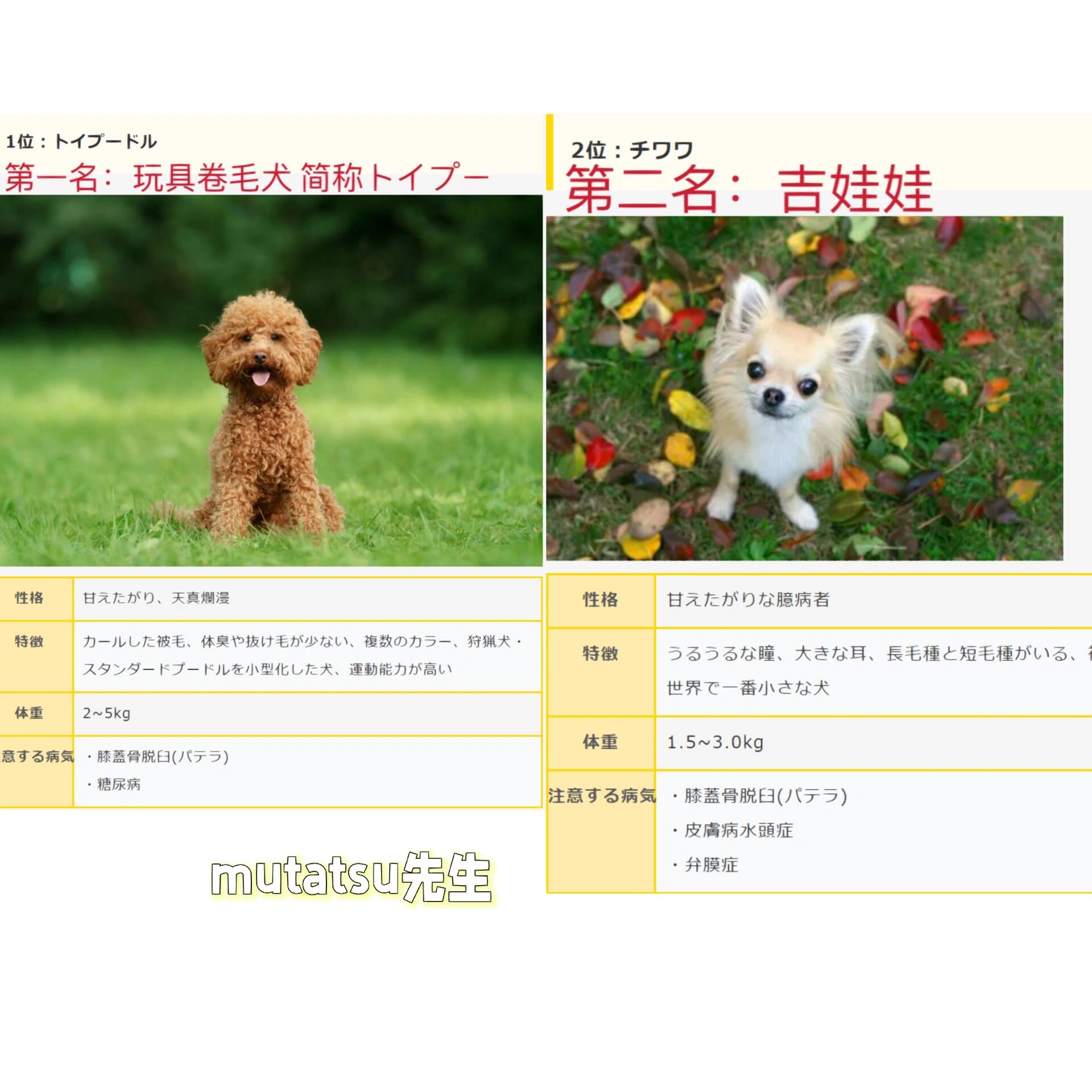 98959569002022日本人气犬排行榜前十名75157515