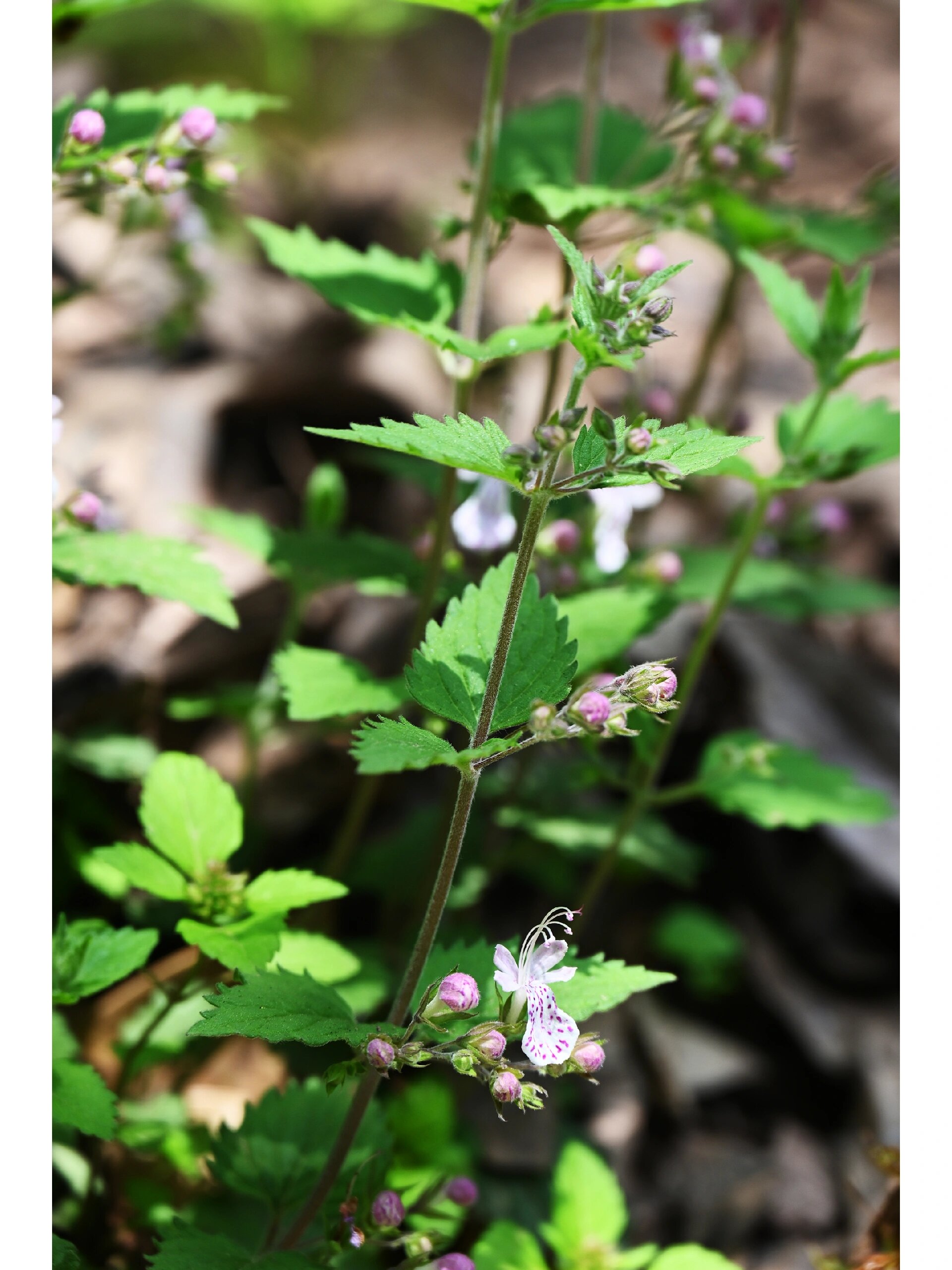 三花莸 唇形科四棱草属植物 又名野荆芥黄刺泡大风寒草