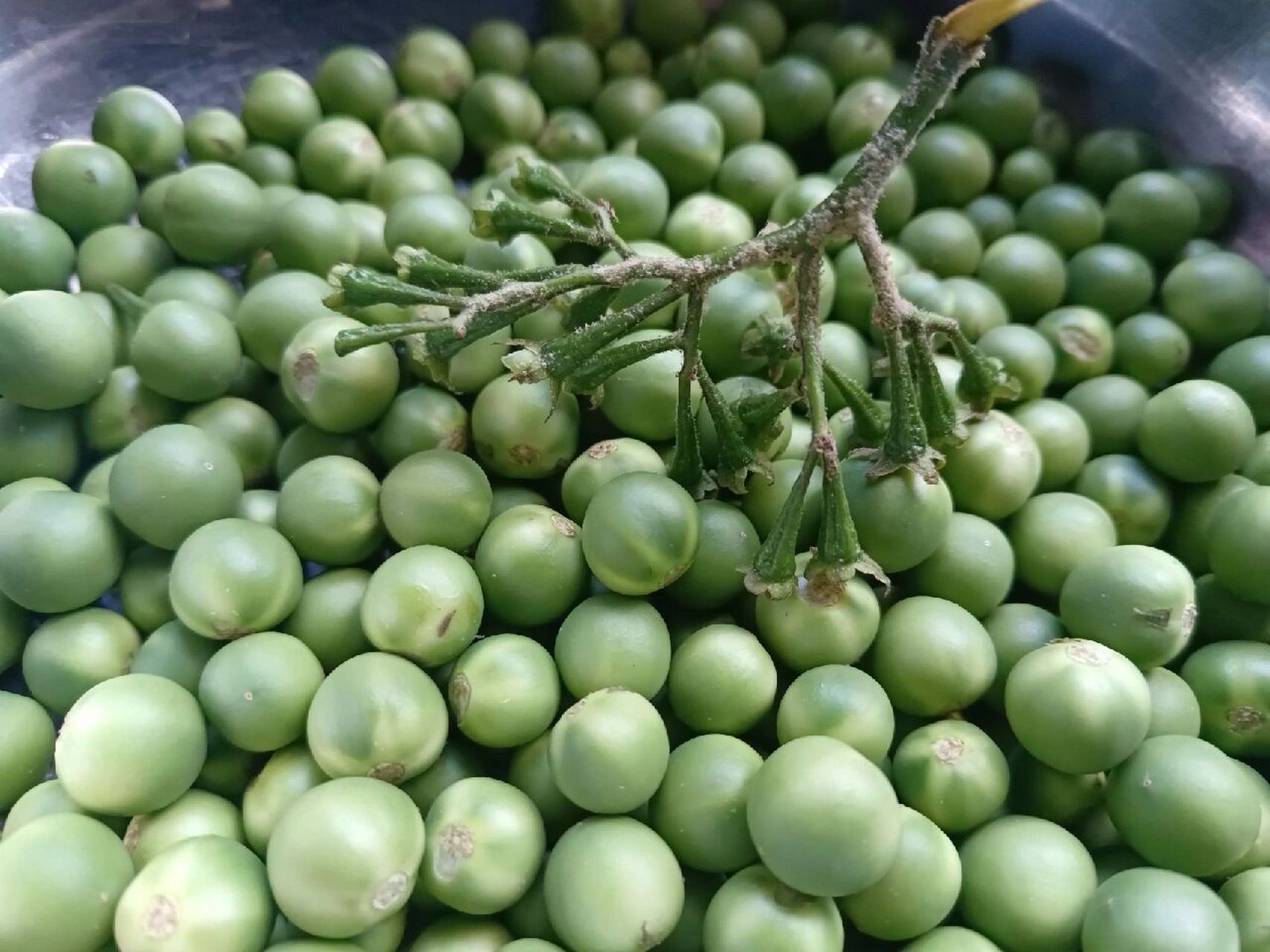 方言叫苦子果,刚吃了舂苦子果