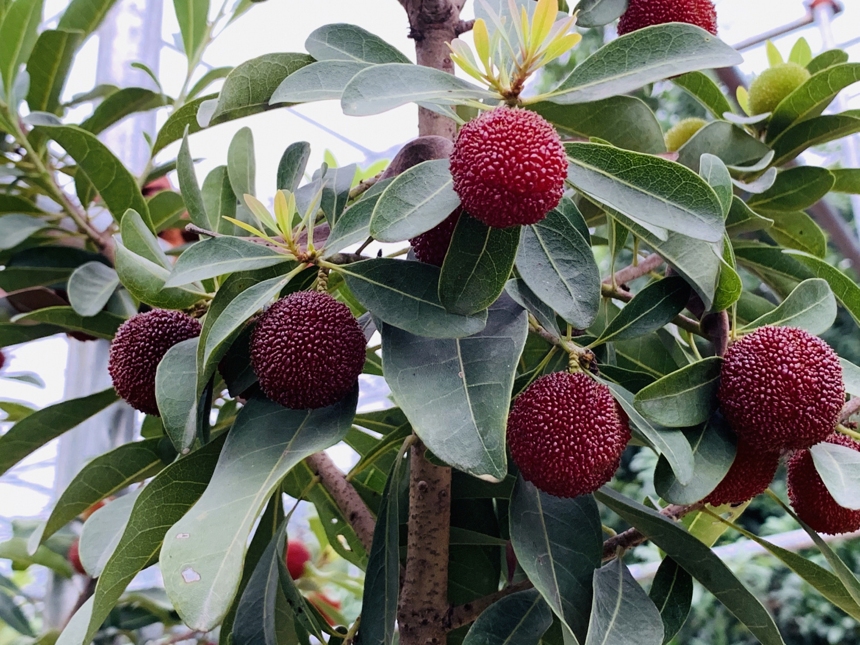 兰溪马涧大棚杨梅 兰溪马涧大棚杨梅,绝了,巨甜 可上山采摘,全国可