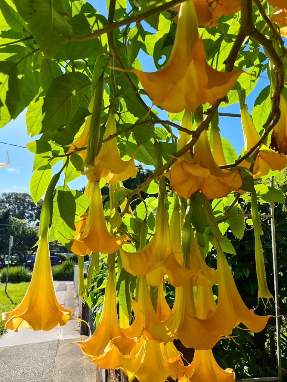 木本曼陀罗 datura arborea linn 曼陀罗这个名字应该很多人知道,或在