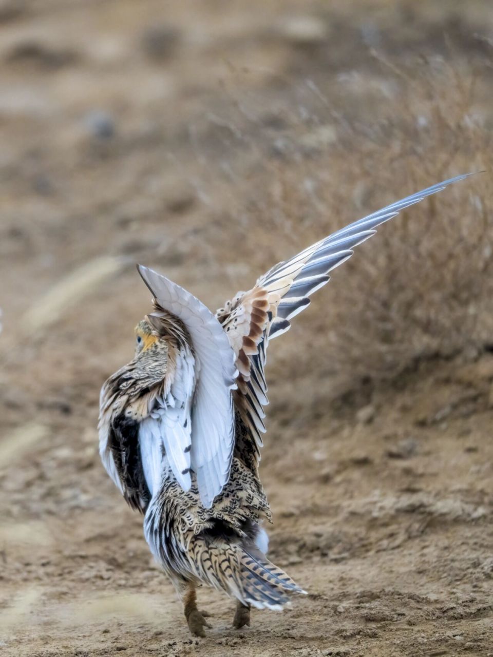 昨天十分幸运地在野鸭湖拍到了飞行中的毛腿沙鸡,今天听鸟友说大屎佑