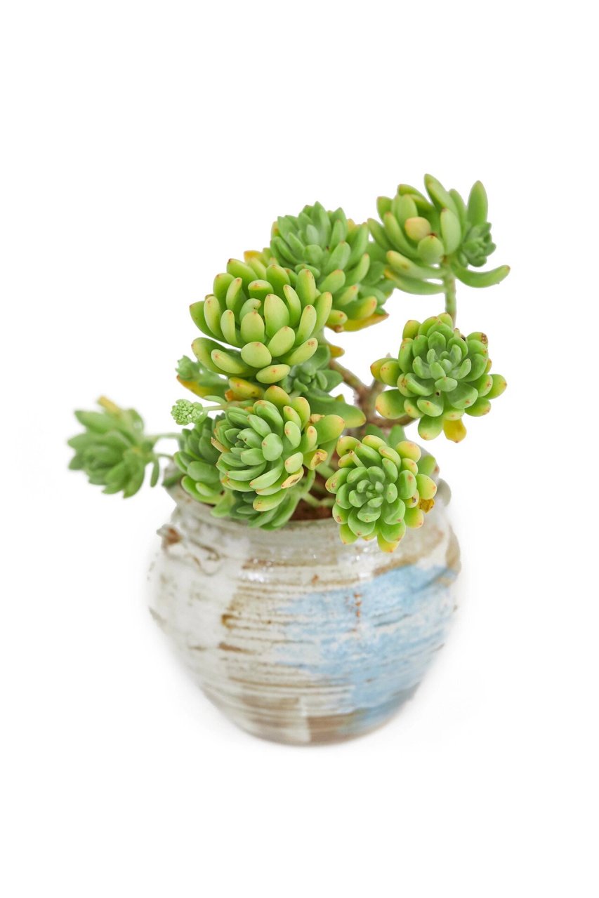 多肉系列合集素材35 多肉植物(succulent plant)是指植物的根,茎,叶