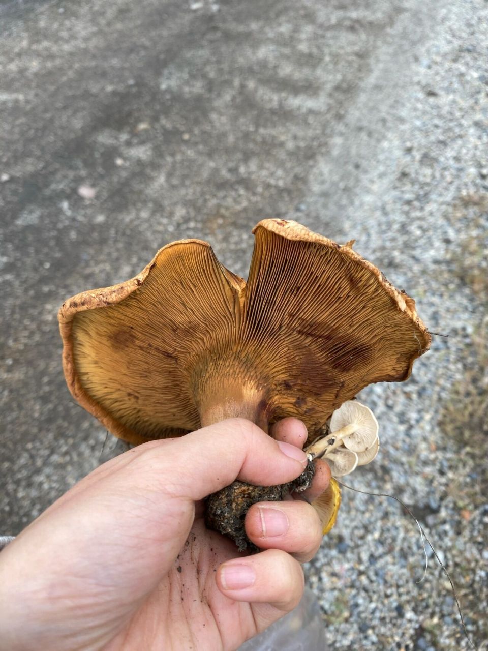 这是什么蘑菇96?有毒吗?