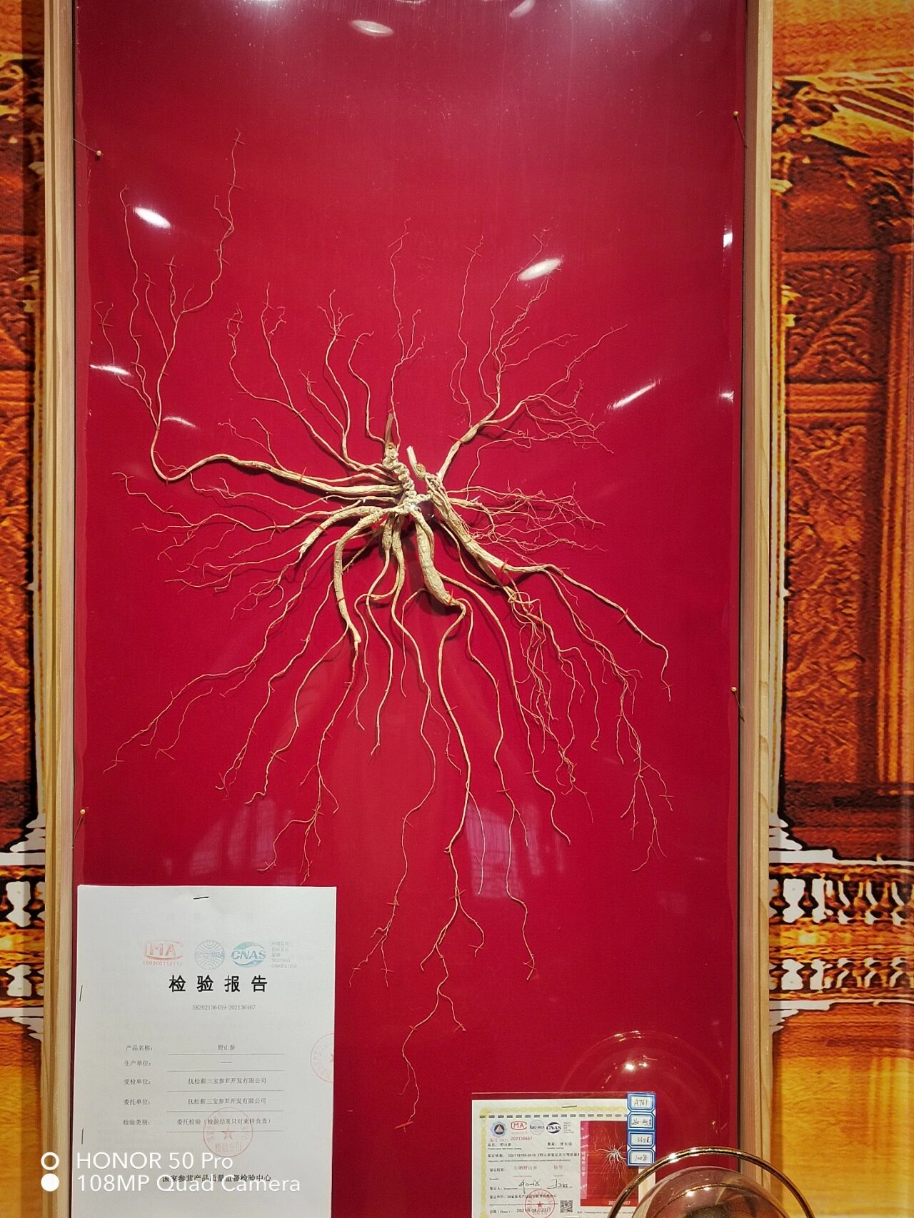 人参博物馆里的百年野生人参