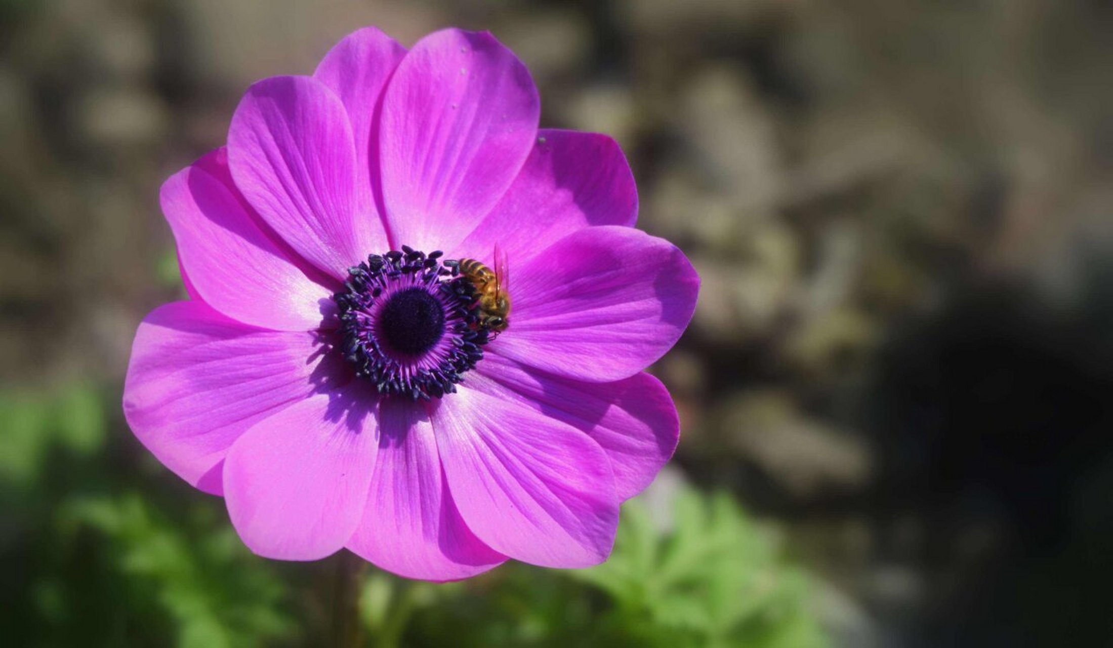 【花语】渐渐淡薄的爱——银莲花 银莲花花语是失去希望,淡薄的爱