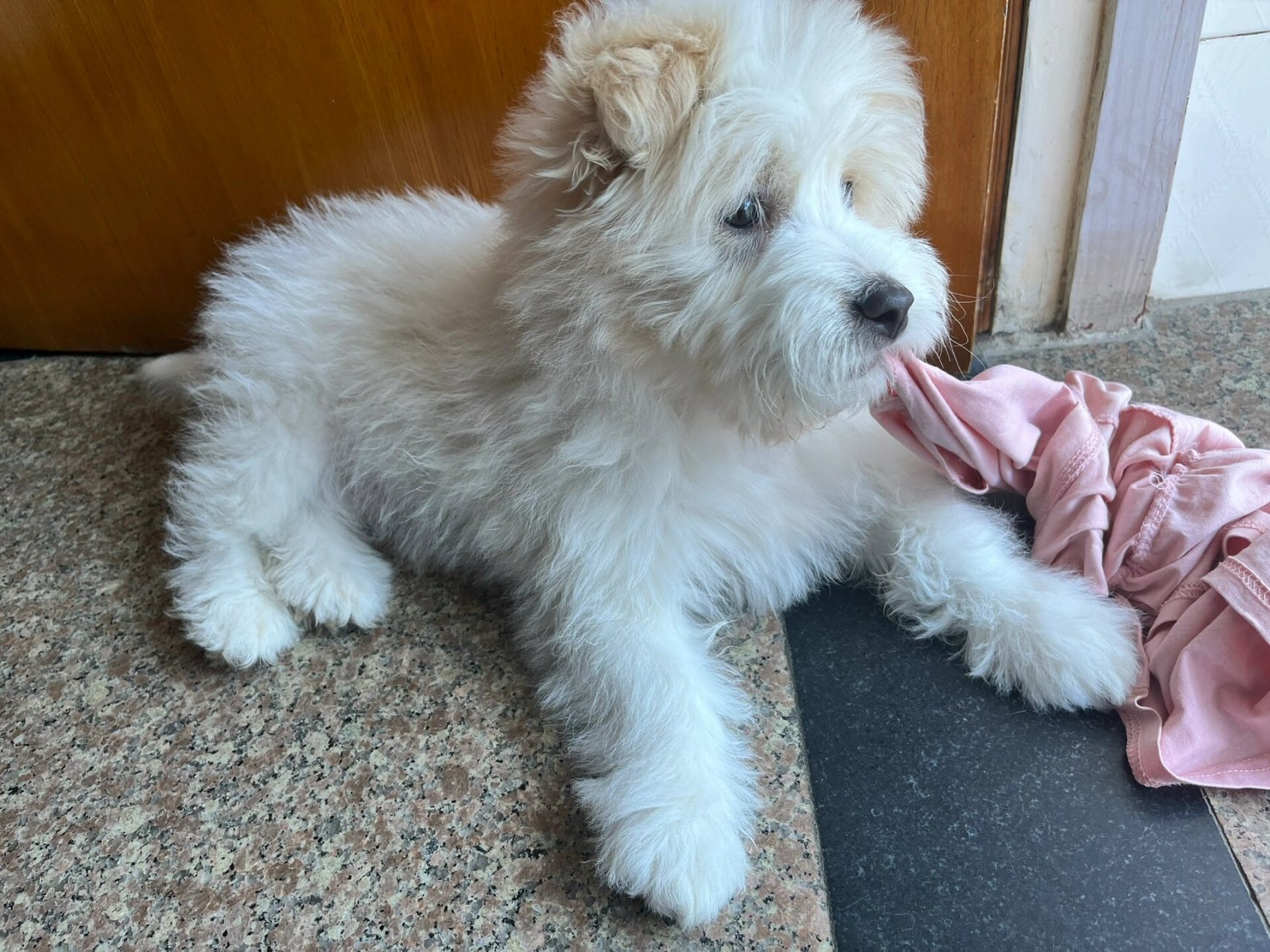 比熊和土狗串串 真的长这样吗 看见网上纯种比熊都是卷毛,跟球一样,我