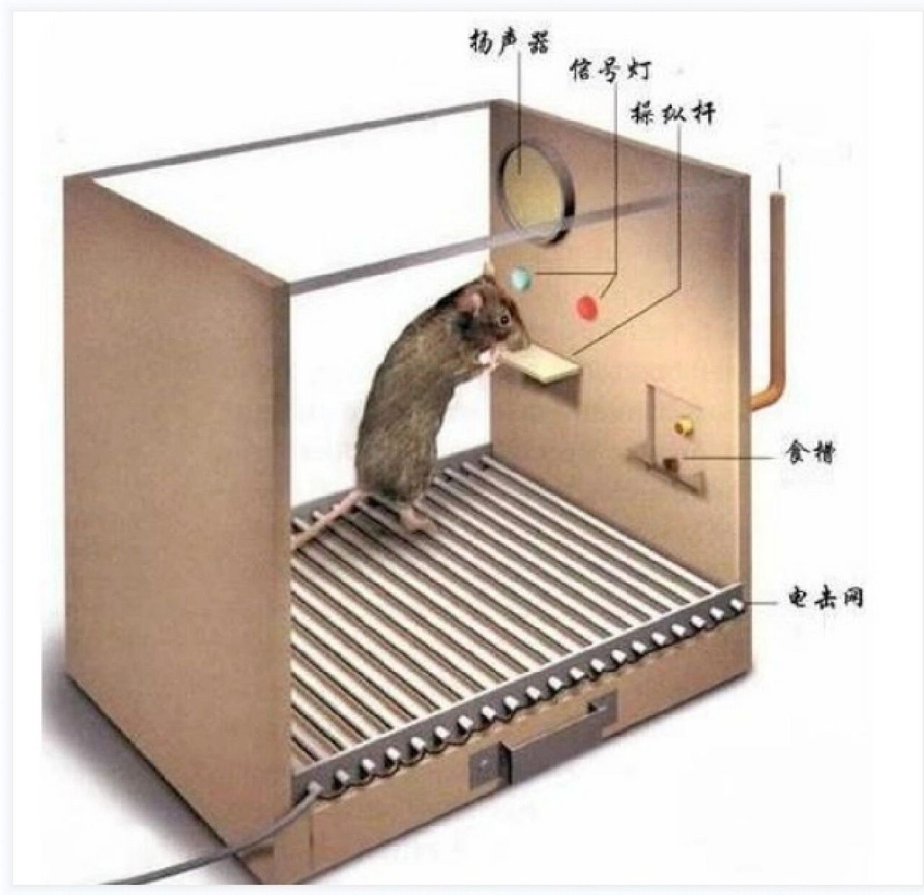 心理学实验——斯金纳的小白鼠 斯金纳通过饿鼠实验提出了操作性条件