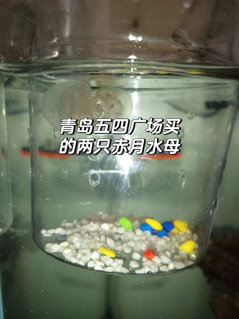 青岛五四广场买的两只赤月水母 赤月水母一般指海蜇,属真核生物域,刺