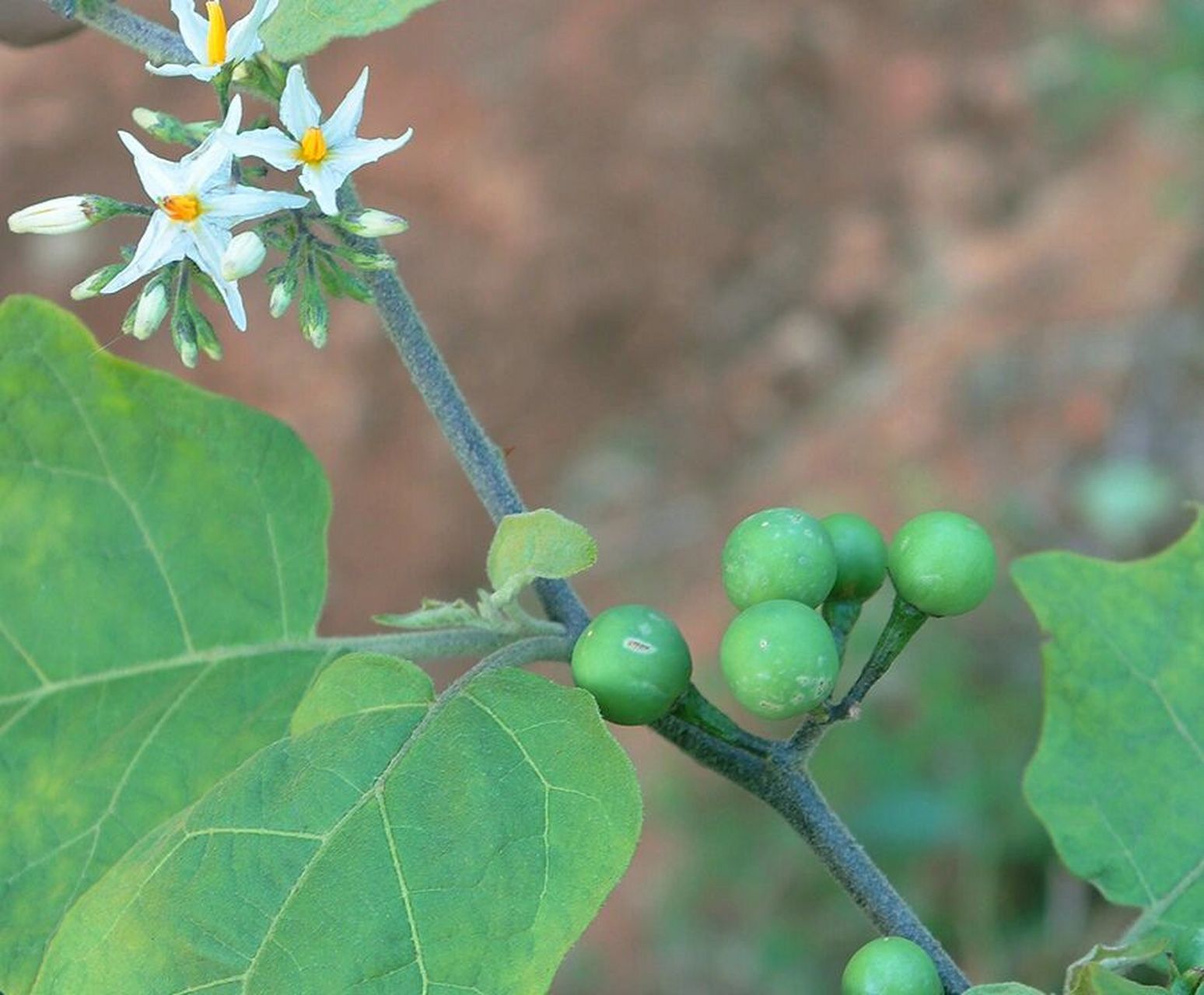 方言叫苦子果,刚吃了舂苦子果
