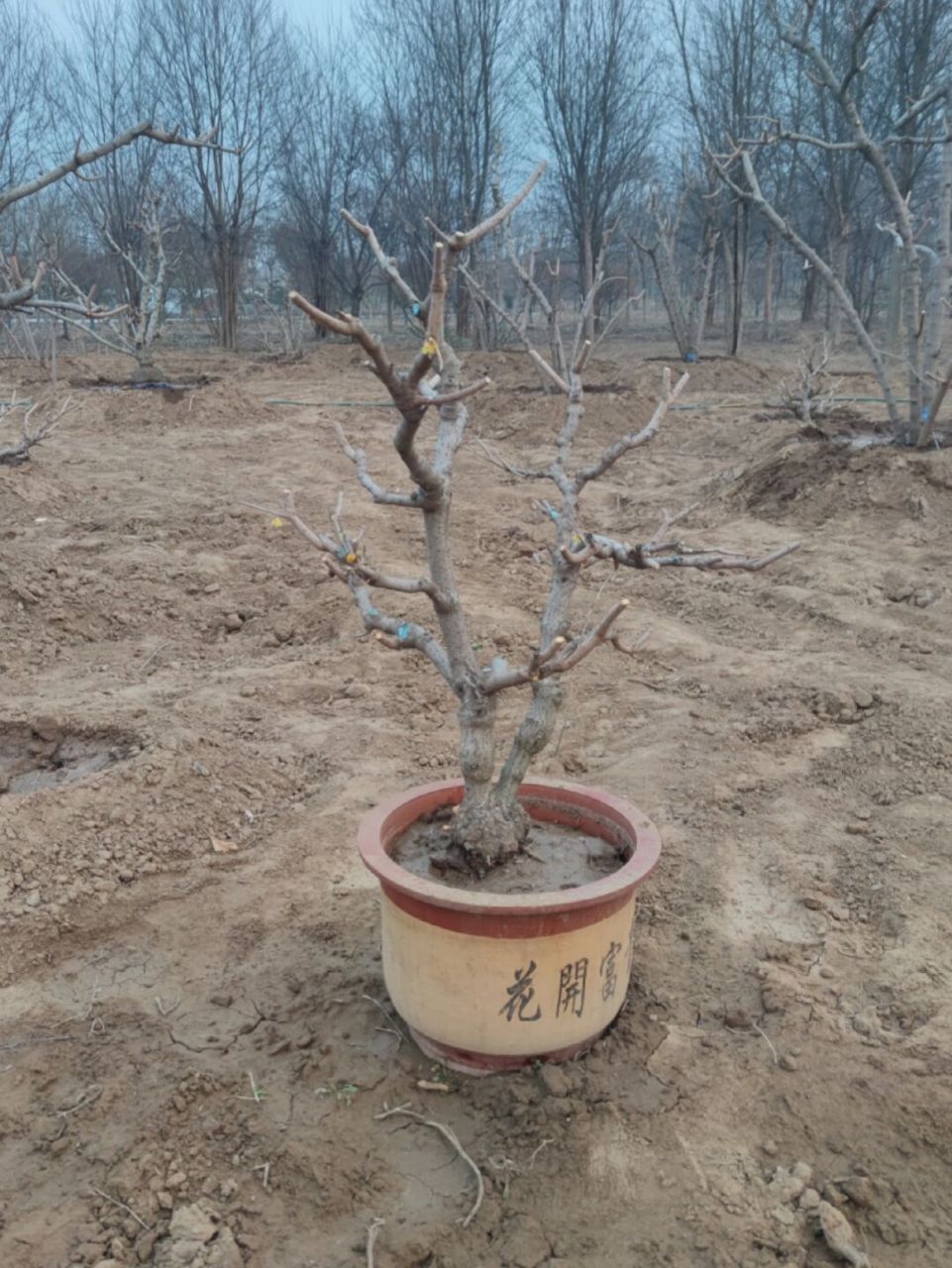 地景造型腊梅花树 #耐寒植物# #别墅庭院# #庭院景观树