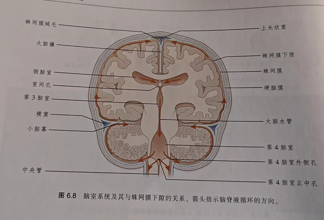 8脑室系统