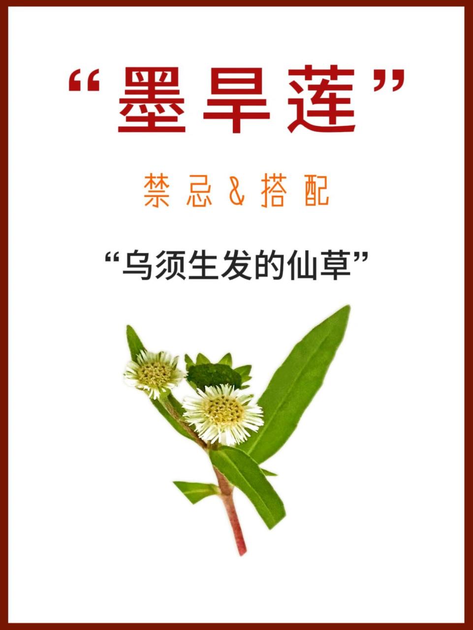 大树说|药食同源系列之"墨旱莲" 墨旱莲,俗称旱莲草,为菊科鳢肠属植物