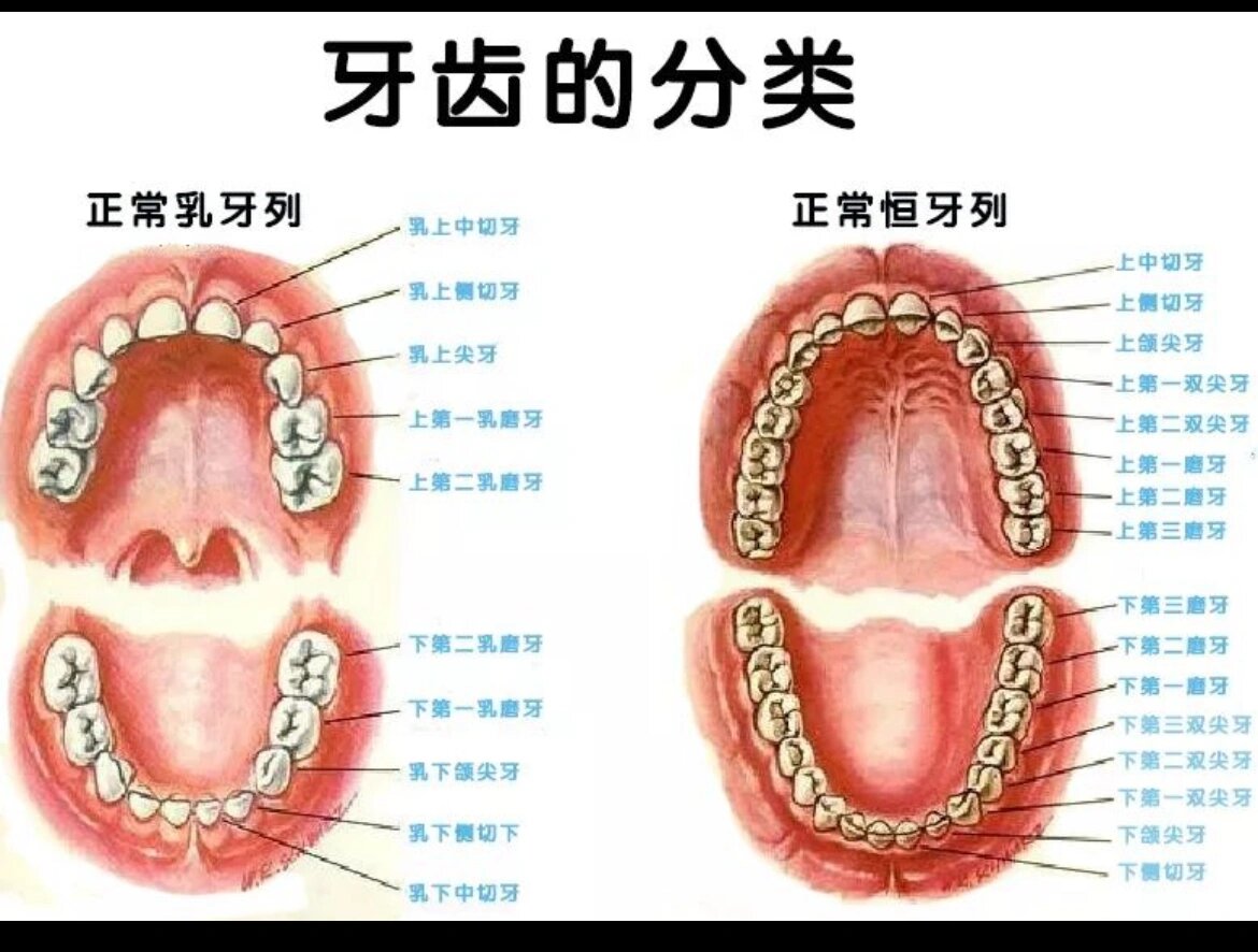 牙齿的部位图片